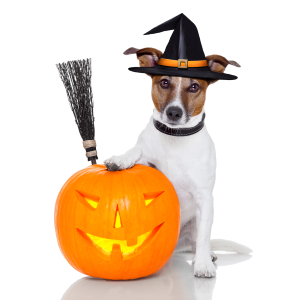 a halloween doggy